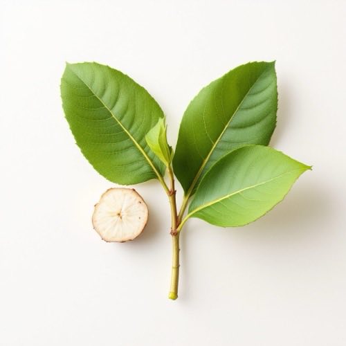 Banaba (Lagerstroemia speciosa)