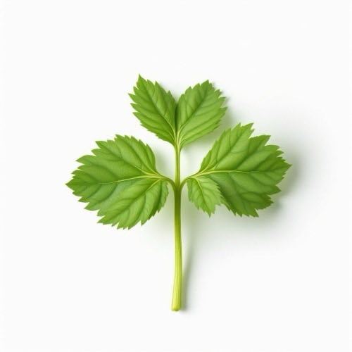 Centella asiatica