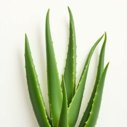 Extract de aloe vera
