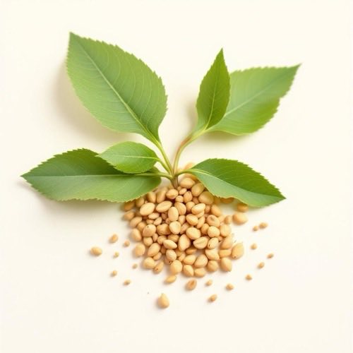 Extract de Boswellia serrata cu rășină aromatică