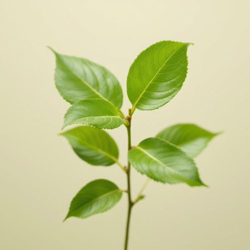 Extract de cafea verde