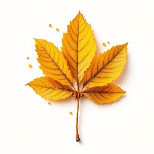 Extract de hamamelis