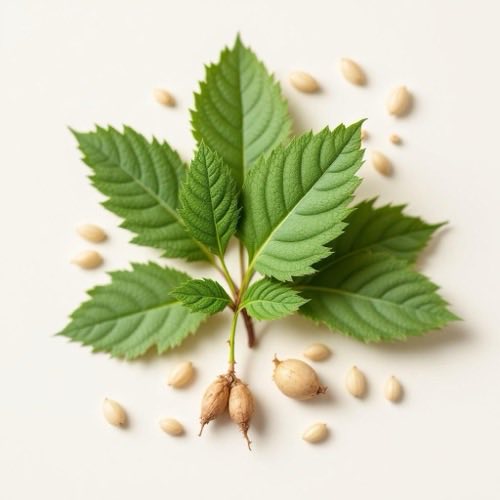 Extract de plante naturale