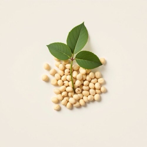 Gymnema sylvestre