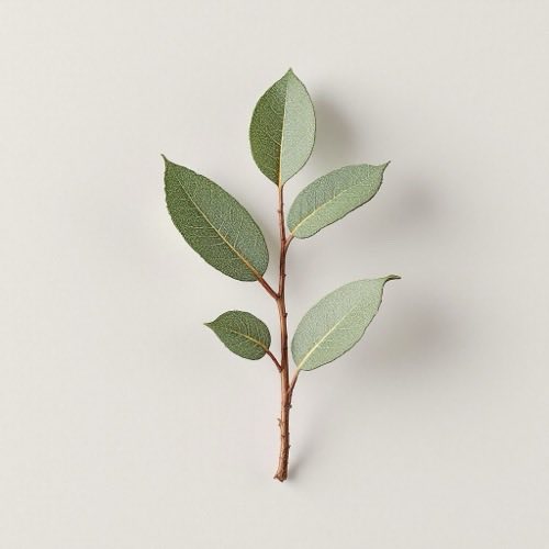 Mentol natural