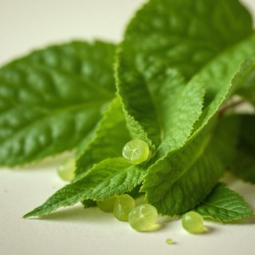 Midie cu cochilie verde (Perna canaliculus)
