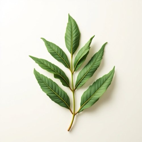 Palmier pitic (Saw Palmetto)