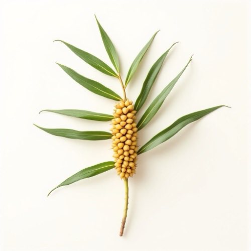 Palmier pitic (Serenoa repens)
