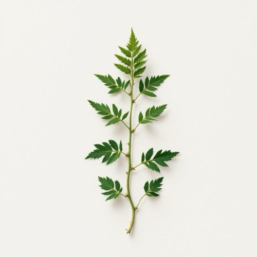 Pelin (Artemisia absinthium)