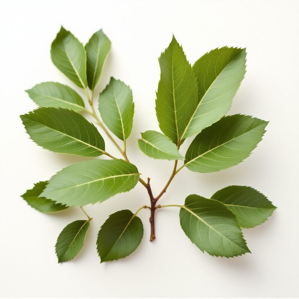 Dondoo ya mmea wa Hawthorn