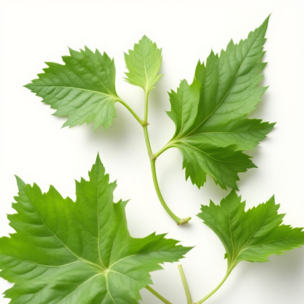 Indian nettle
