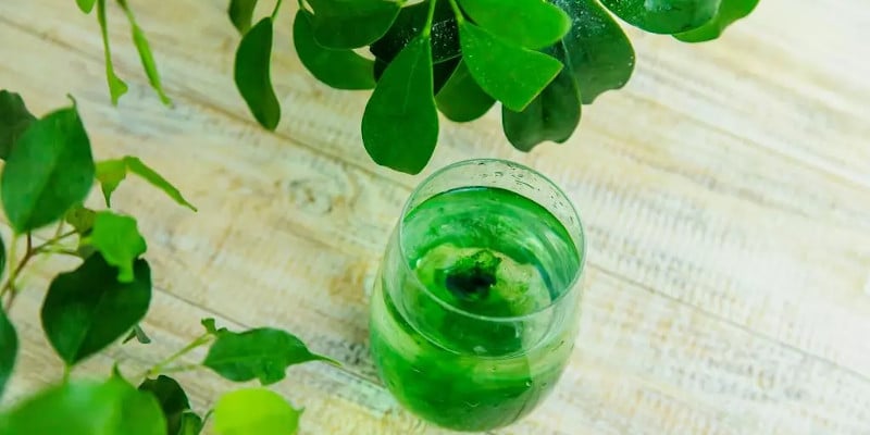 chlorofil w płynie