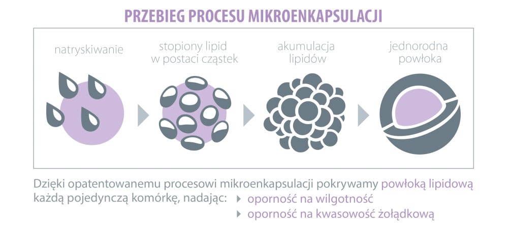 probiotyk bifidobacterium